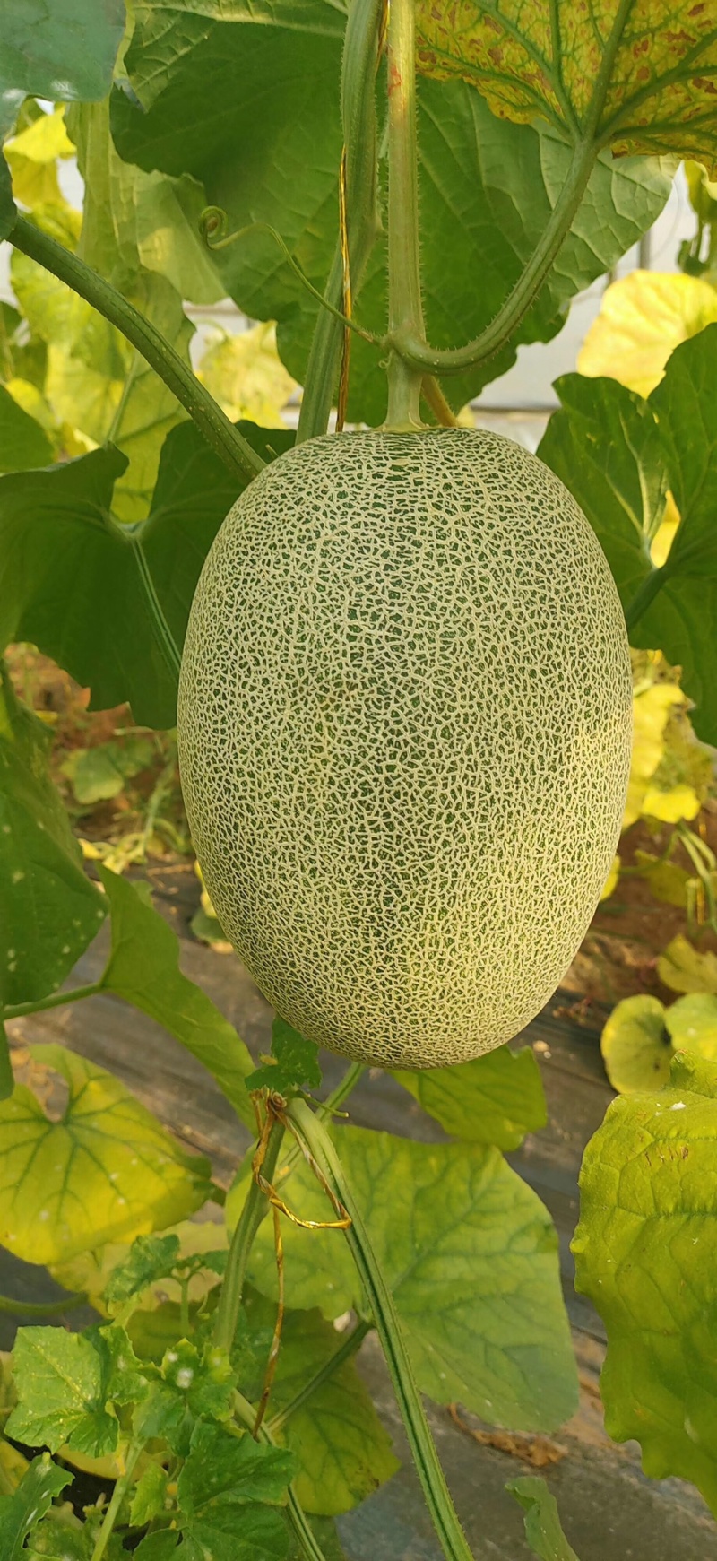 甜瓜