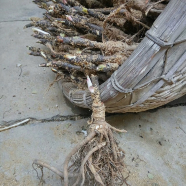 观赏牡丹一年嫁接苗菏泽正宗精品观赏牡丹