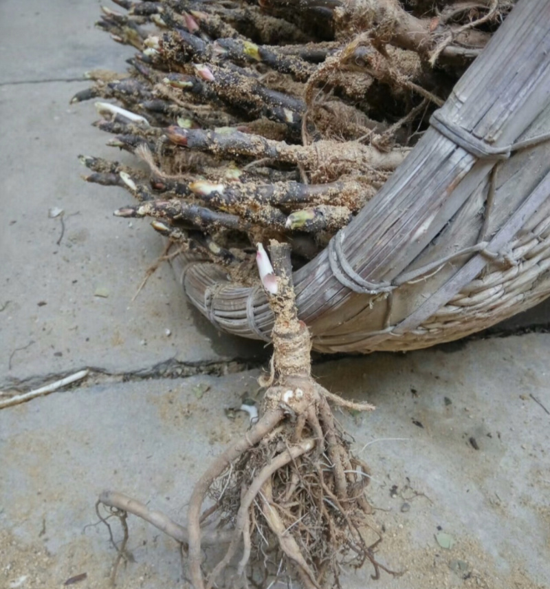 观赏牡丹一年嫁接苗菏泽正宗精品观赏牡丹