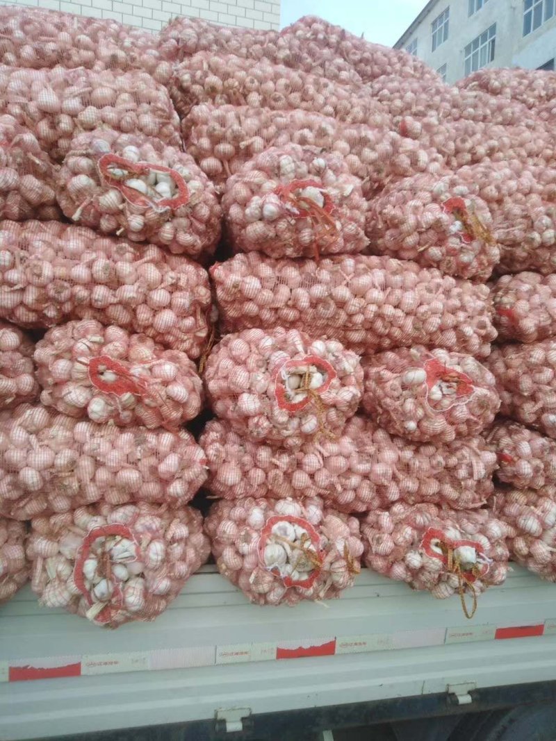 郑州中牟精品大蒜供应