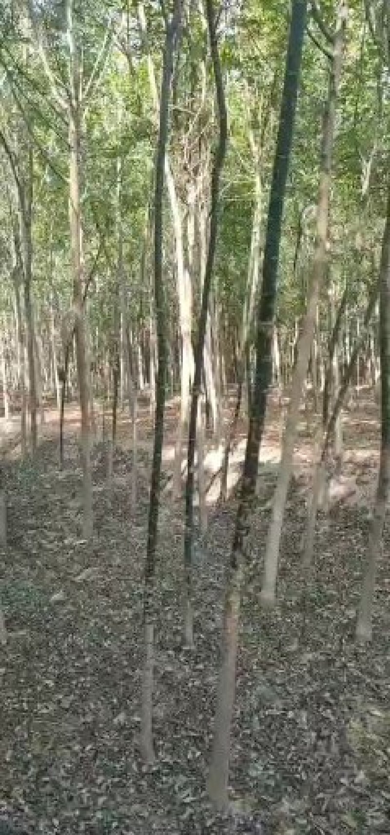 占地国槐规格齐全，货源充足，价格便宜，货源充足