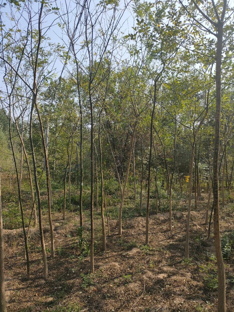占地国槐规格齐全，货源充足，价格便宜，货源充足