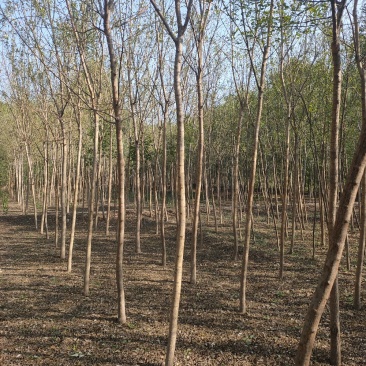 占地国槐规格齐全，货源充足，价格便宜，货源充足