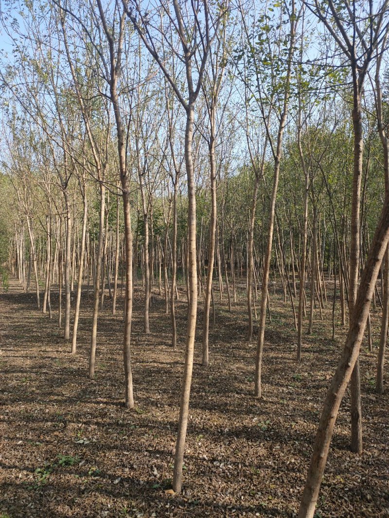 占地国槐规格齐全，货源充足，价格便宜，货源充足