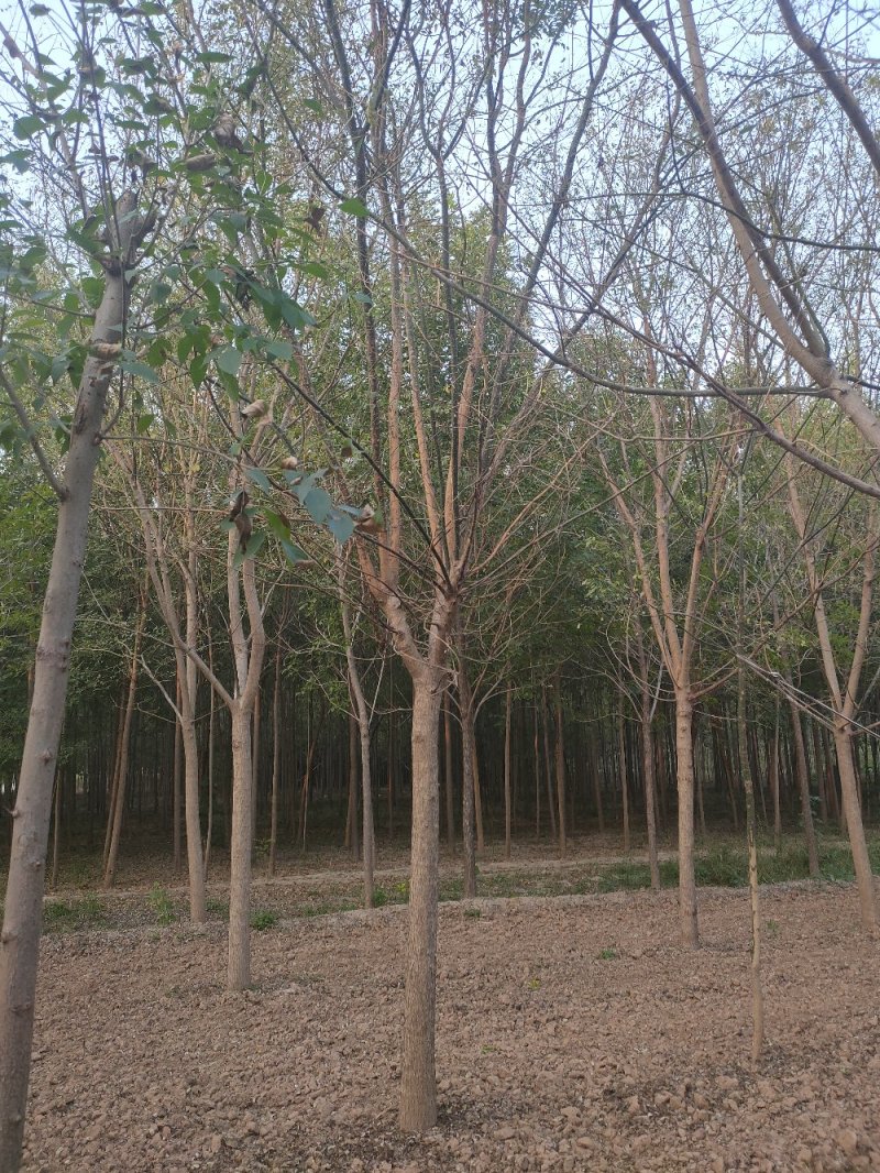 占地国槐规格齐全，货源充足，价格便宜，货源充足