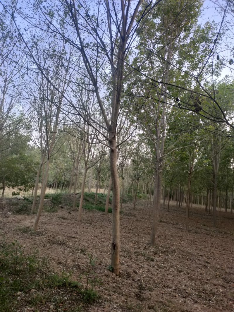 占地国槐规格齐全，货源充足，价格便宜，货源充足