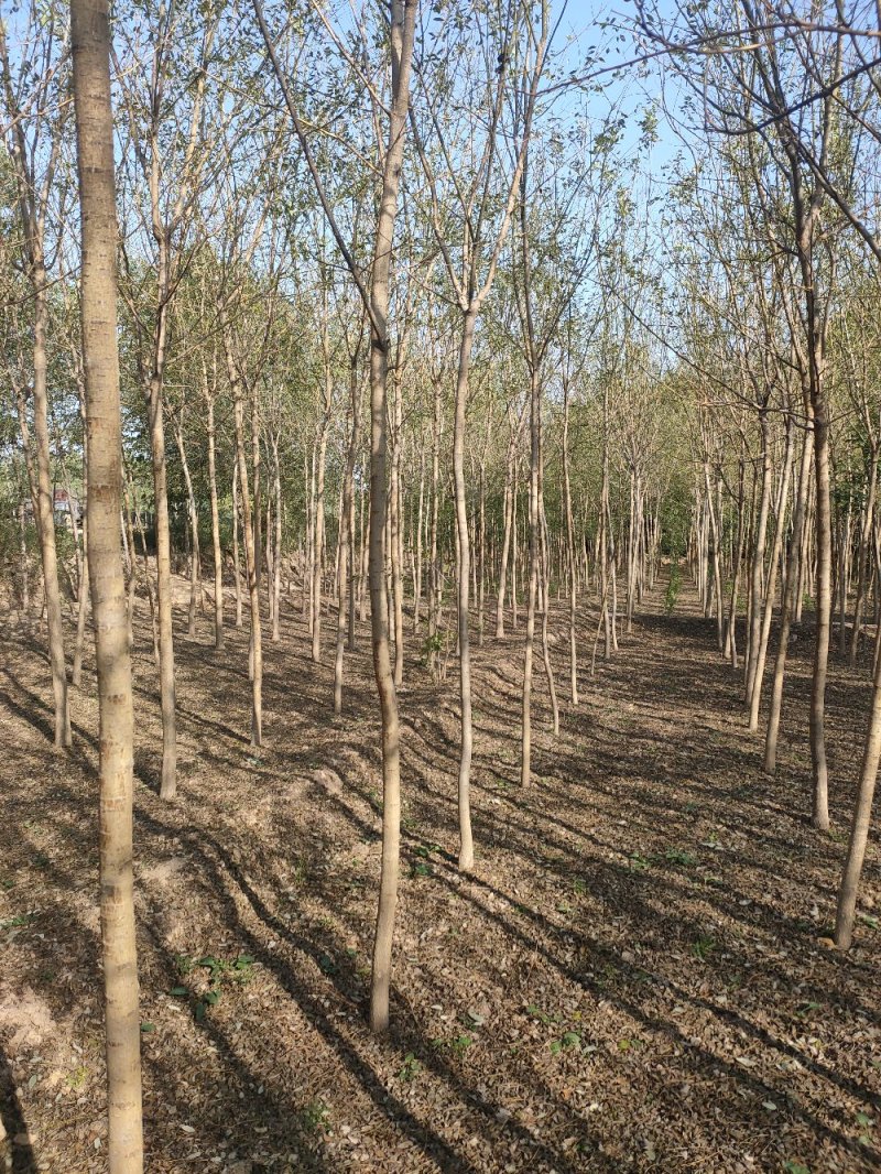 占地国槐规格齐全，货源充足，价格便宜，货源充足