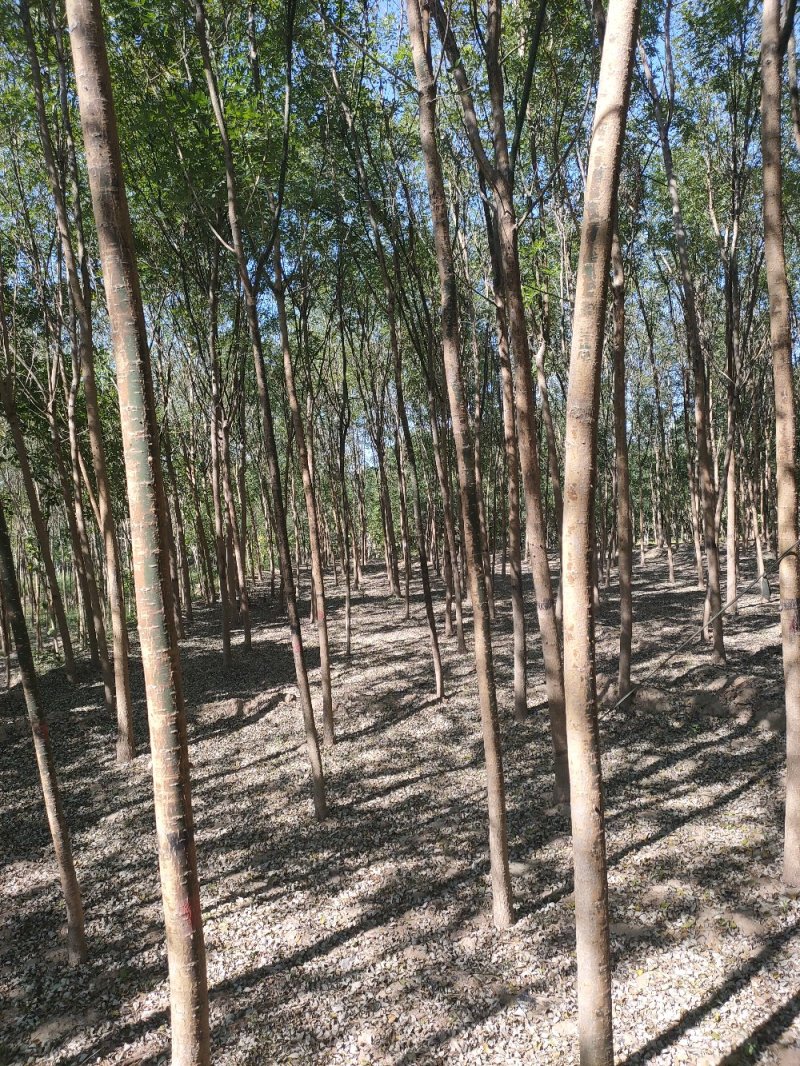 占地国槐规格齐全，货源充足，价格便宜，货源充足