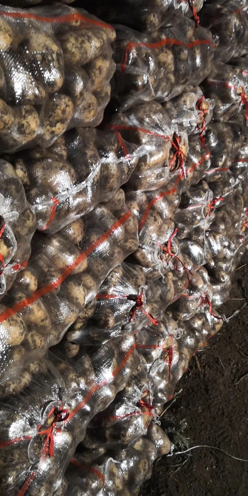 早大白，荷兰，兴佳，尤金商品薯