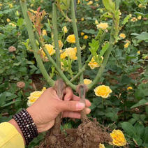 大花玫瑰老桩苗品种十多个可以随意搭配品种质量非常好