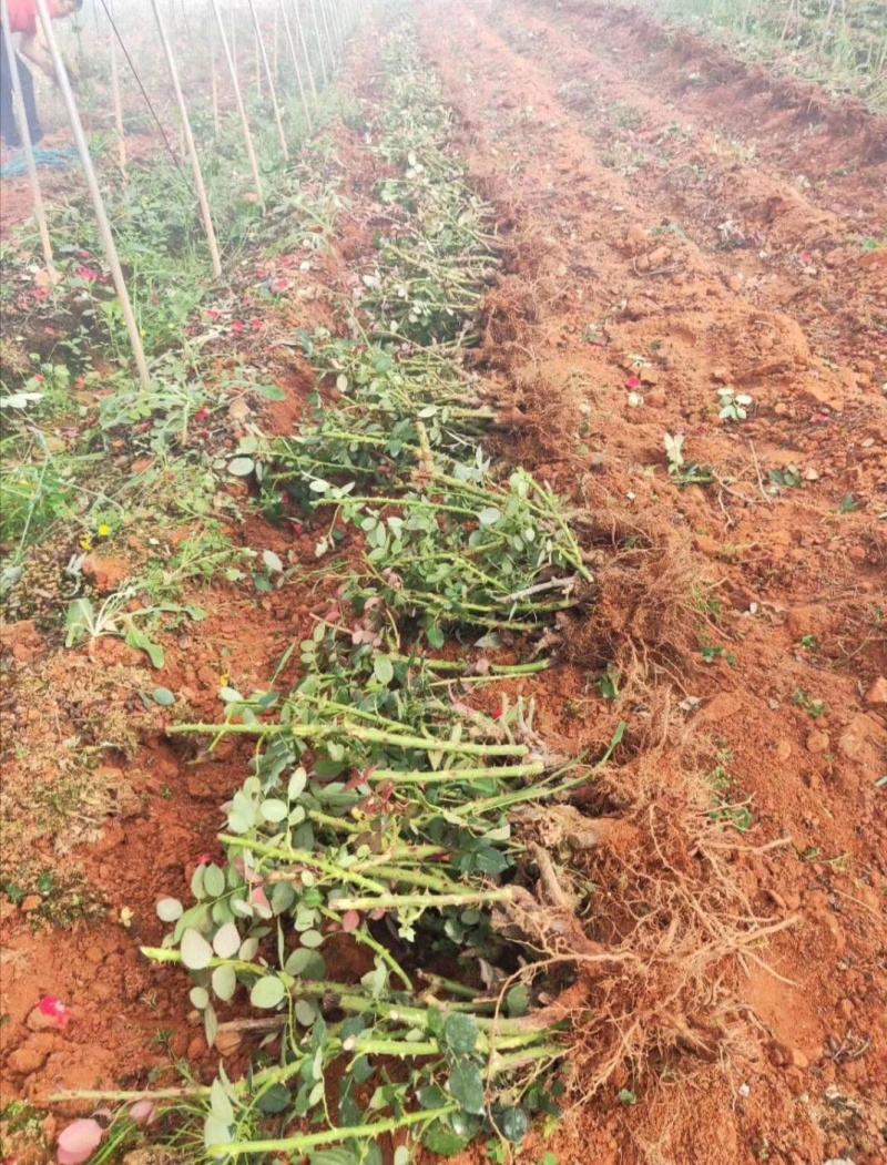 大花玫瑰老桩苗品种十多个可以随意搭配基地直发保质保
