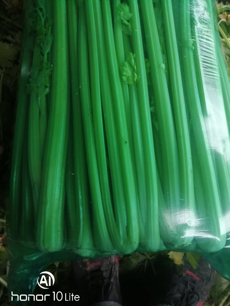供应商河芹菜，产地供应