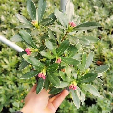 金边瑞香开花清香适应用办公阳台