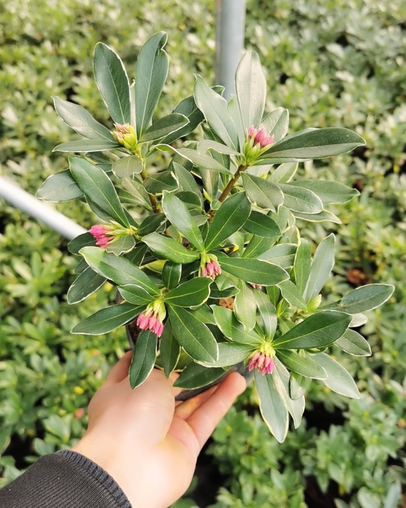 金边瑞香开花清香适应用办公阳台