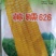 黄糯水果玉米种子，质量保证绝无欺骗，市场畅销品种。