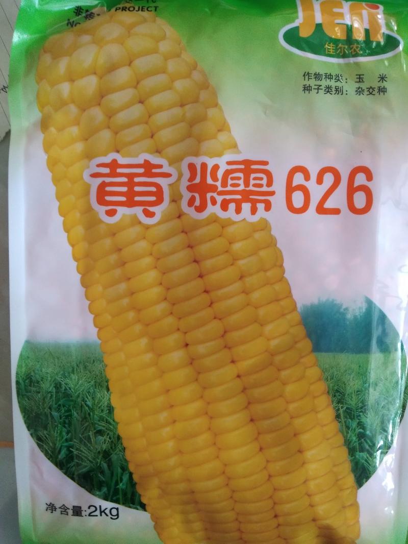 黄糯水果玉米种子，质量保证绝无欺骗，市场畅销品种。