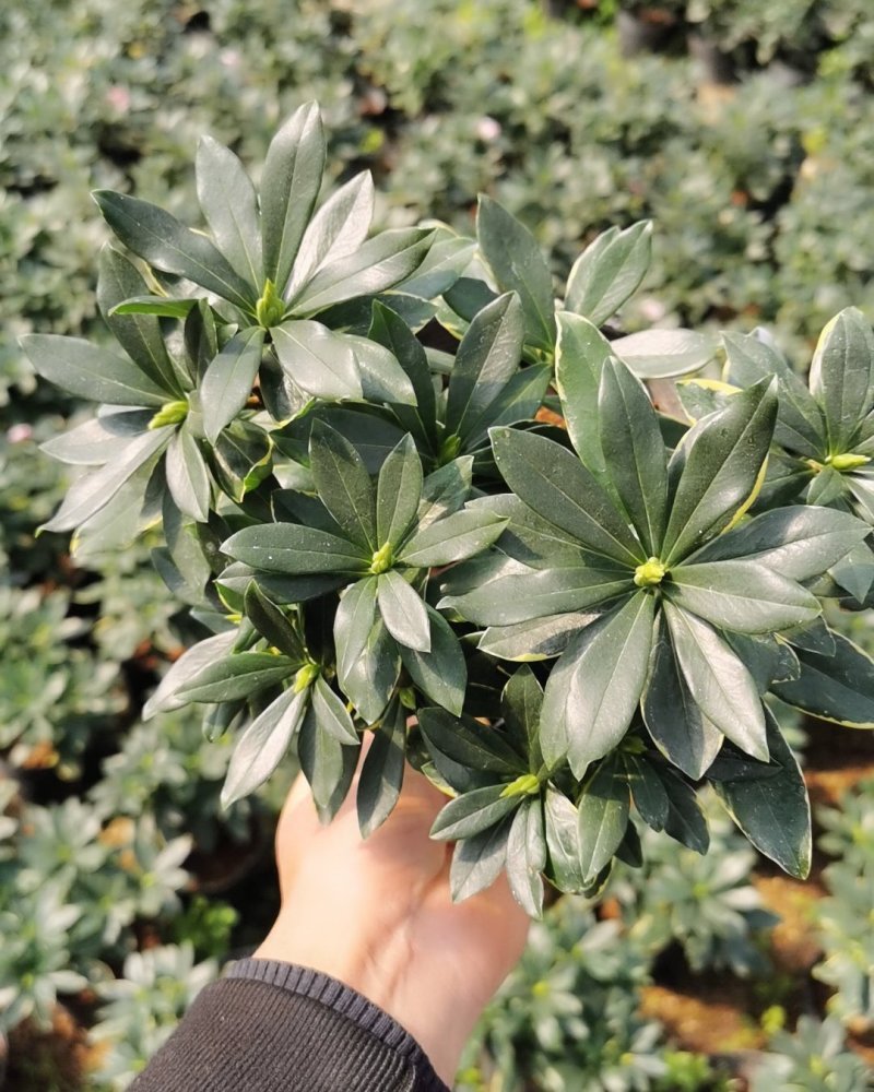 金边瑞香开花清香适应用办公阳台
