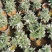 金边瑞香开花清香适应用办公阳台