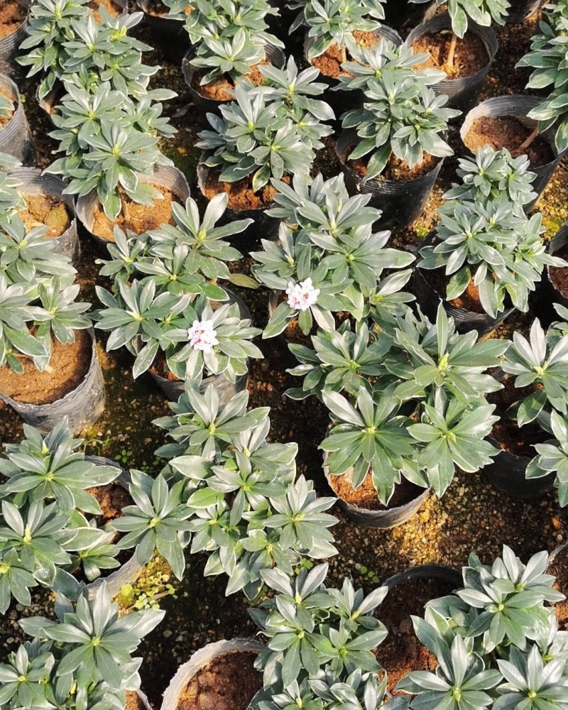 金边瑞香开花清香适应用办公阳台