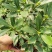 金边瑞香开花清香适应用办公阳台
