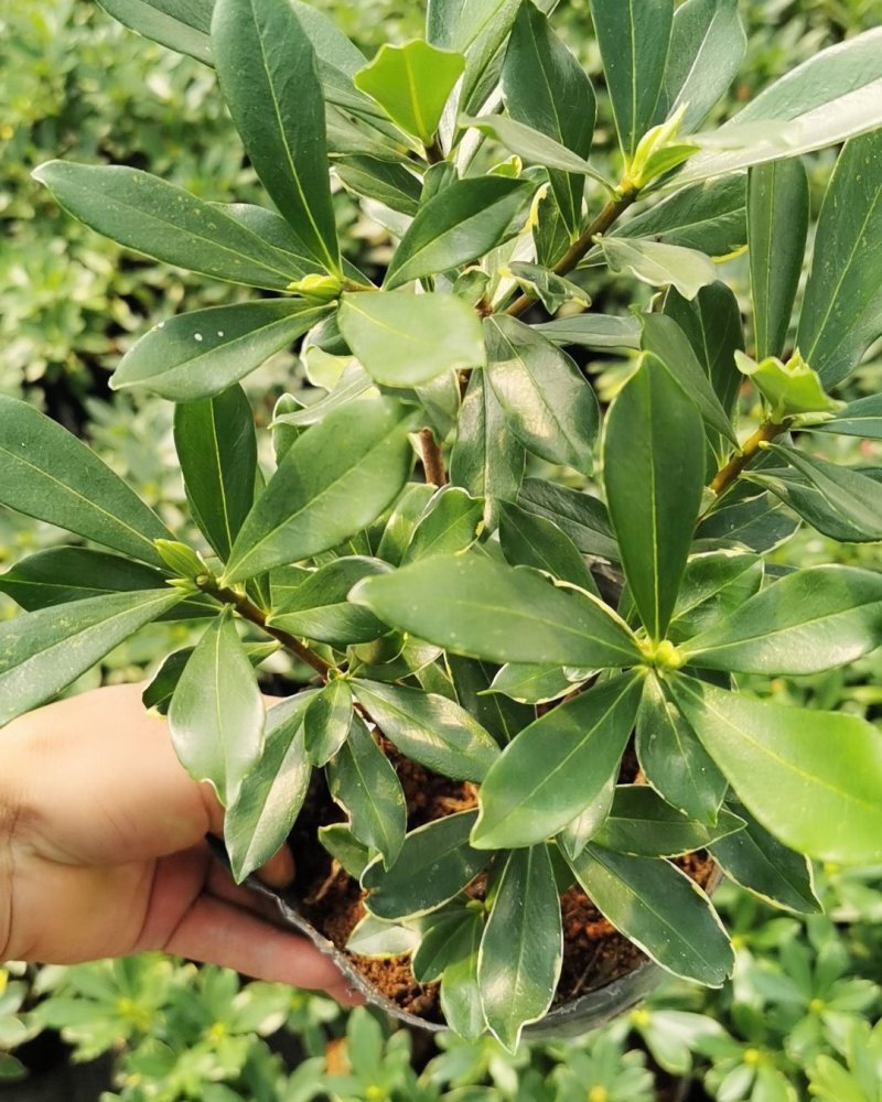 金边瑞香开花清香适应用办公阳台