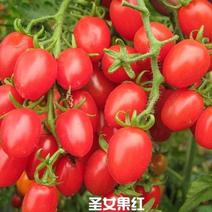 千禧小番茄种子阳台盆栽四季樱桃番茄圣女果西红柿苗种籽种孑