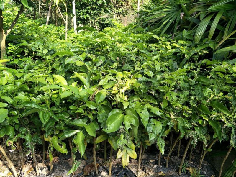 黄皮果苗黄皮果芽苗黄皮果小苗可嫁接黄皮果实生苗