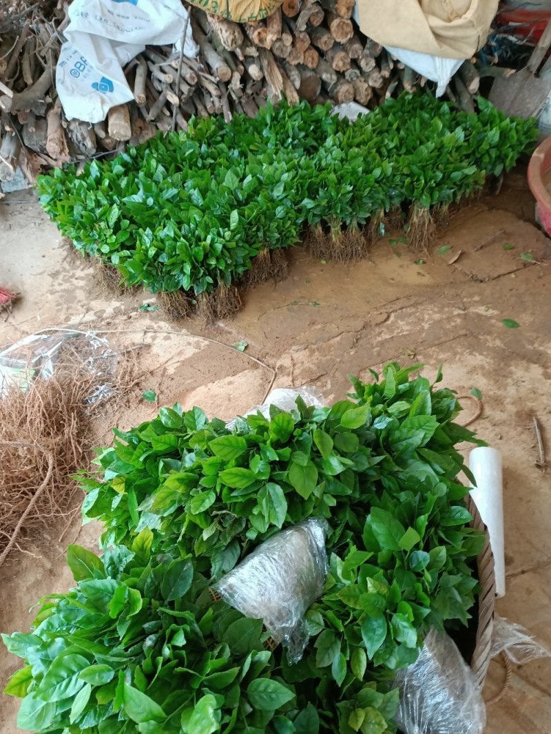 黄皮果苗黄皮果芽苗黄皮果小苗可嫁接黄皮果实生苗