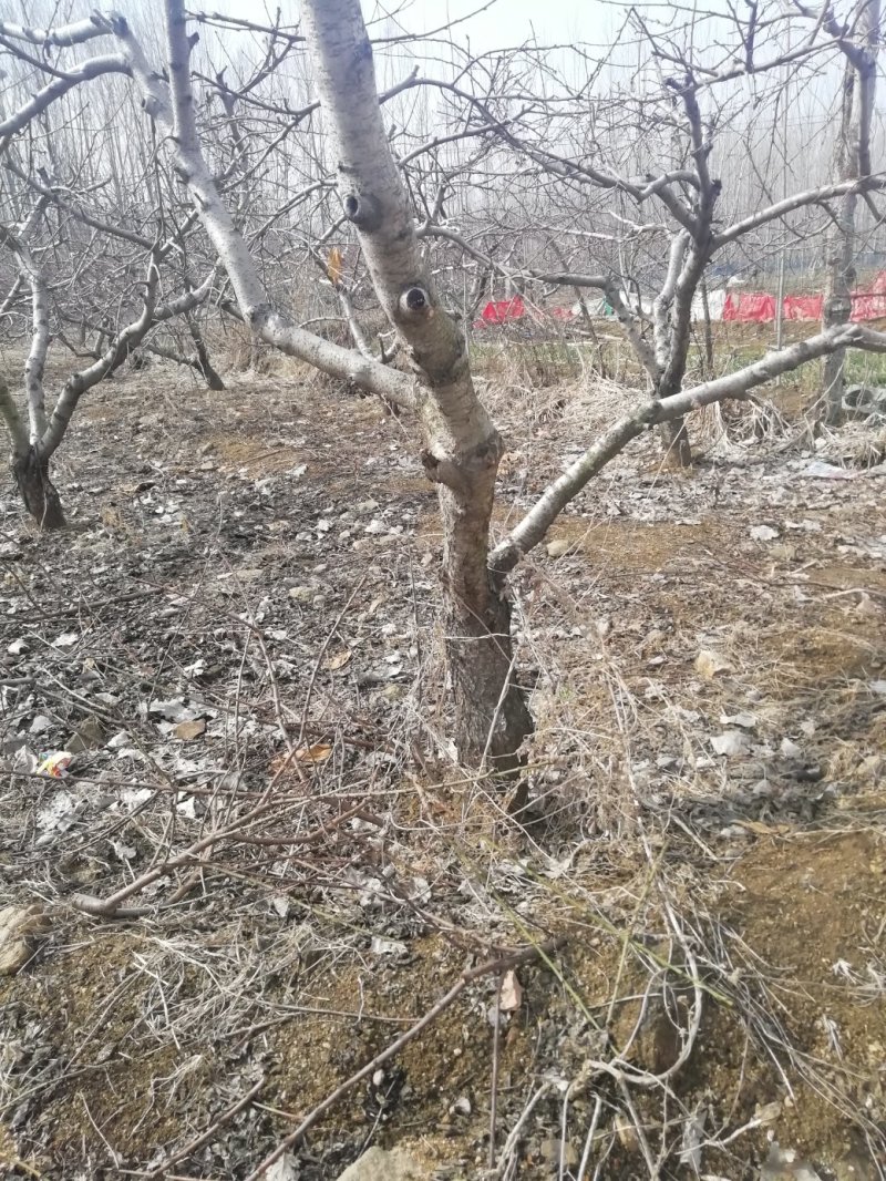 大桃树