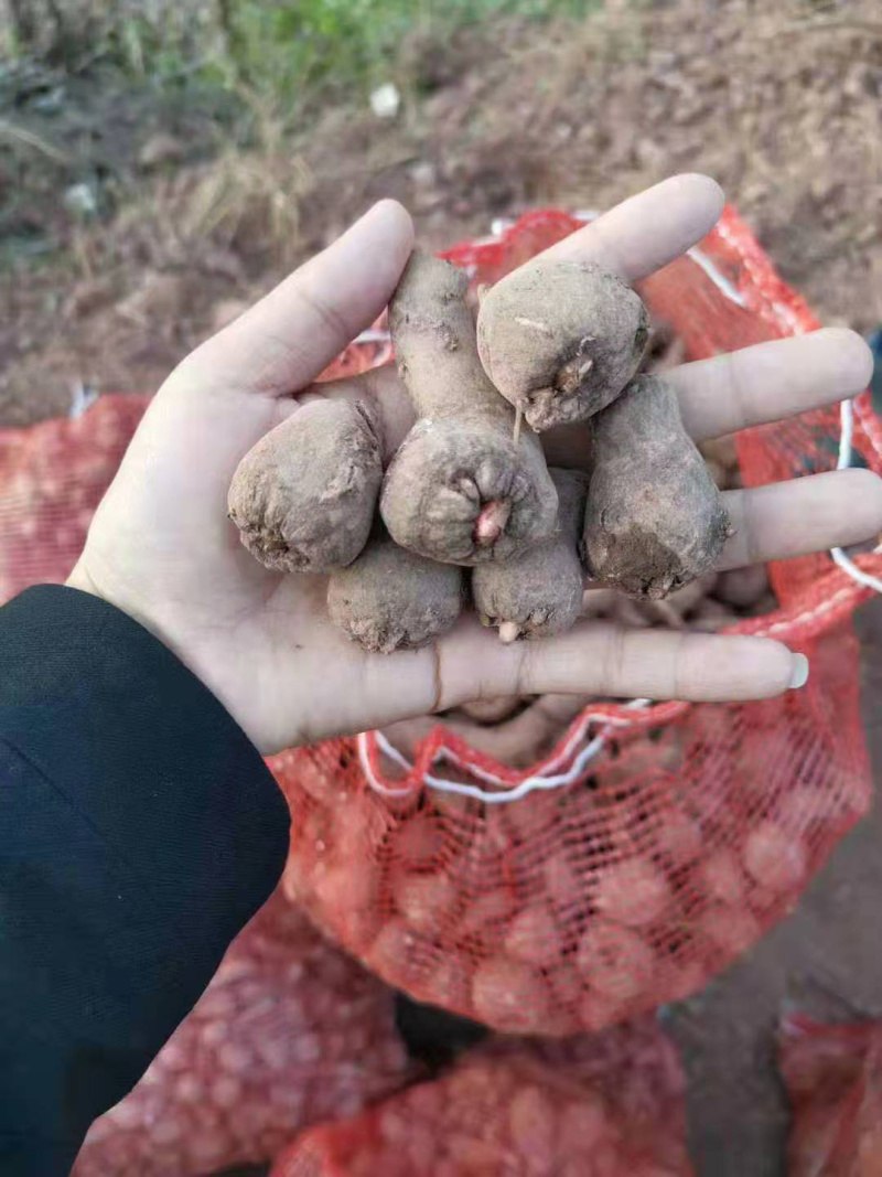 魔芋种子