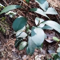 油茶苗树苗本地品种非杂交苗小籽苗优质苗茶树苗