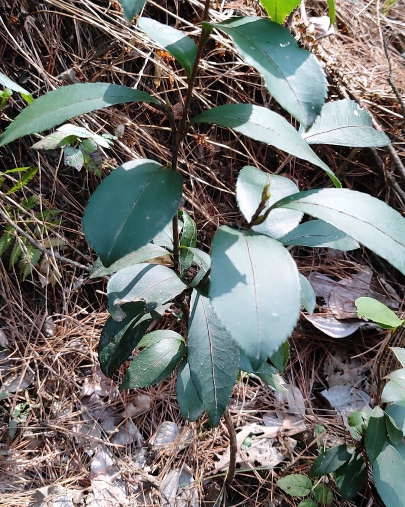 油茶苗树苗本地品种非杂交苗小籽苗优质苗茶树苗
