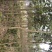 处理桂花树四季桂金桂