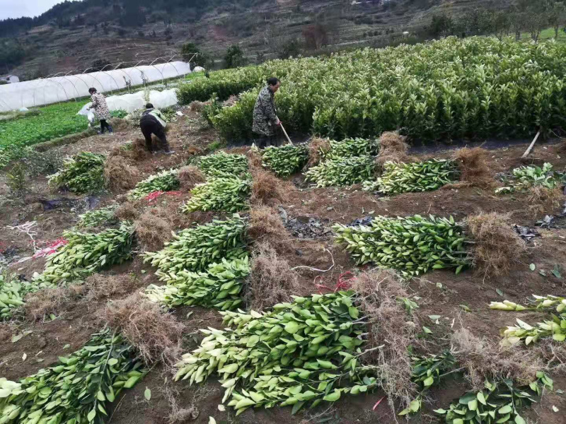 正宗嫁接大分早熟品种柑橘苗一年苗
