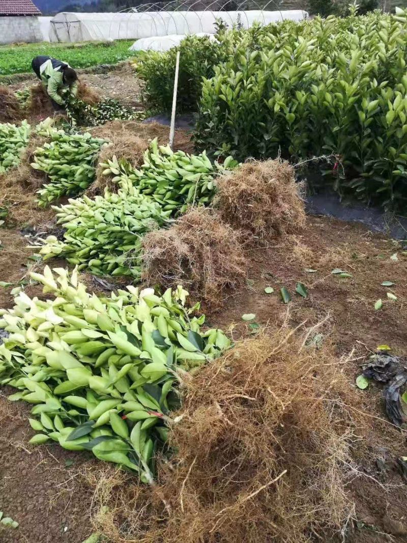 正宗嫁接大分早熟品种柑橘苗一年苗