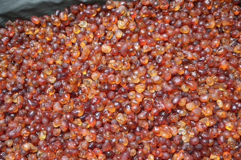 直销批发特级中大号颗粒珍珠红桃胶高质量漂亮货