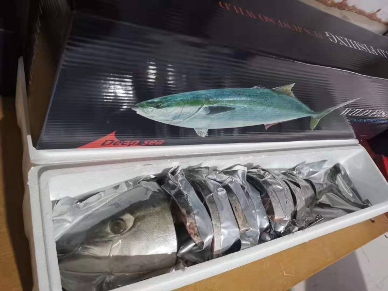 特大黄金鲅鱼深海鱼非金枪鱼也非马鲛鱼可做水饺鱼丸