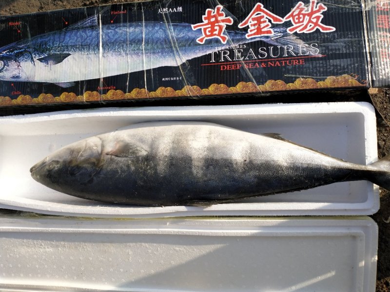 特大黄金鲅鱼深海鱼非金枪鱼也非马鲛鱼可做水饺鱼丸