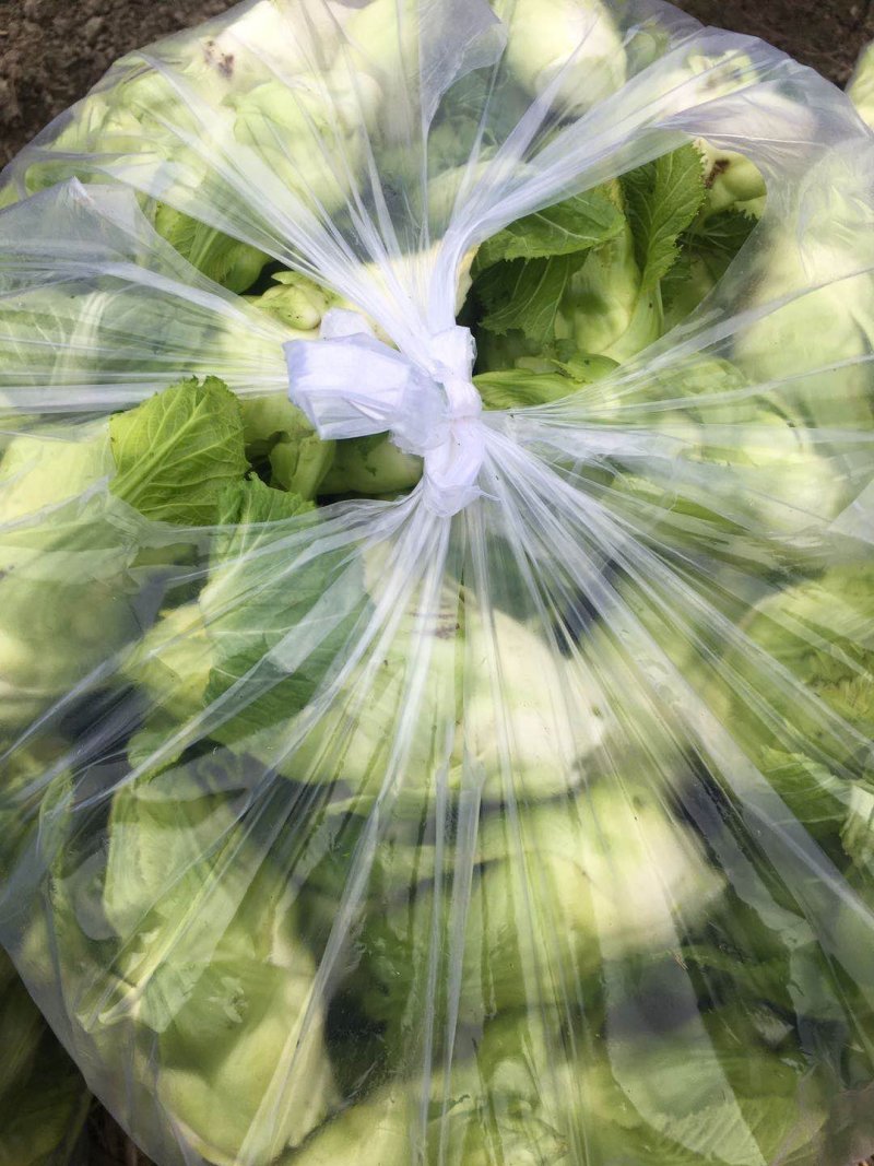 儿菜手撕净儿窝子