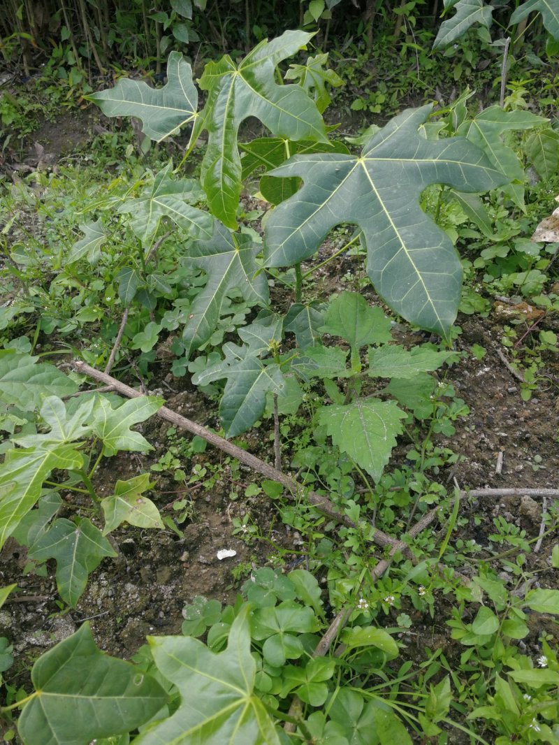 澳洲火焰木，名贵澳洲火焰木袋苗10棵起发