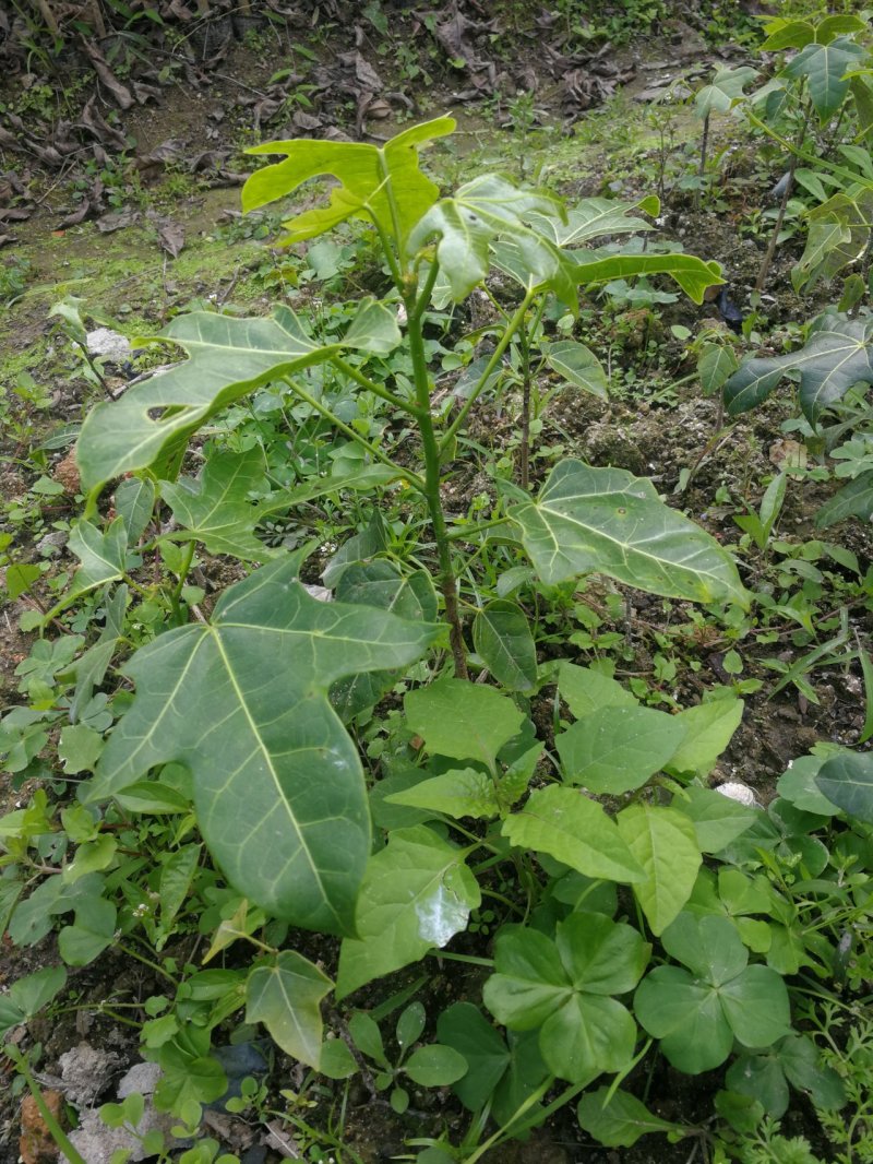 澳洲火焰木，名贵澳洲火焰木袋苗10棵起发
