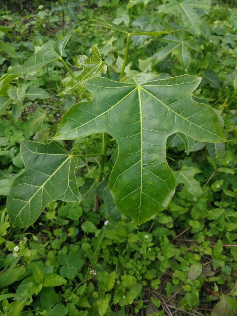 澳洲火焰木，名贵澳洲火焰木袋苗10棵起发