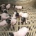 陆川猪藏香猪香猪猪仔猪幼崽商品猪种猪肉猪