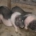 陆川猪藏香猪香猪猪仔猪幼崽商品猪种猪肉猪