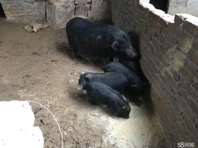 陆川猪藏香猪香猪猪仔猪幼崽商品猪种猪肉猪