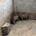陆川猪藏香猪香猪猪仔猪幼崽商品猪种猪肉猪