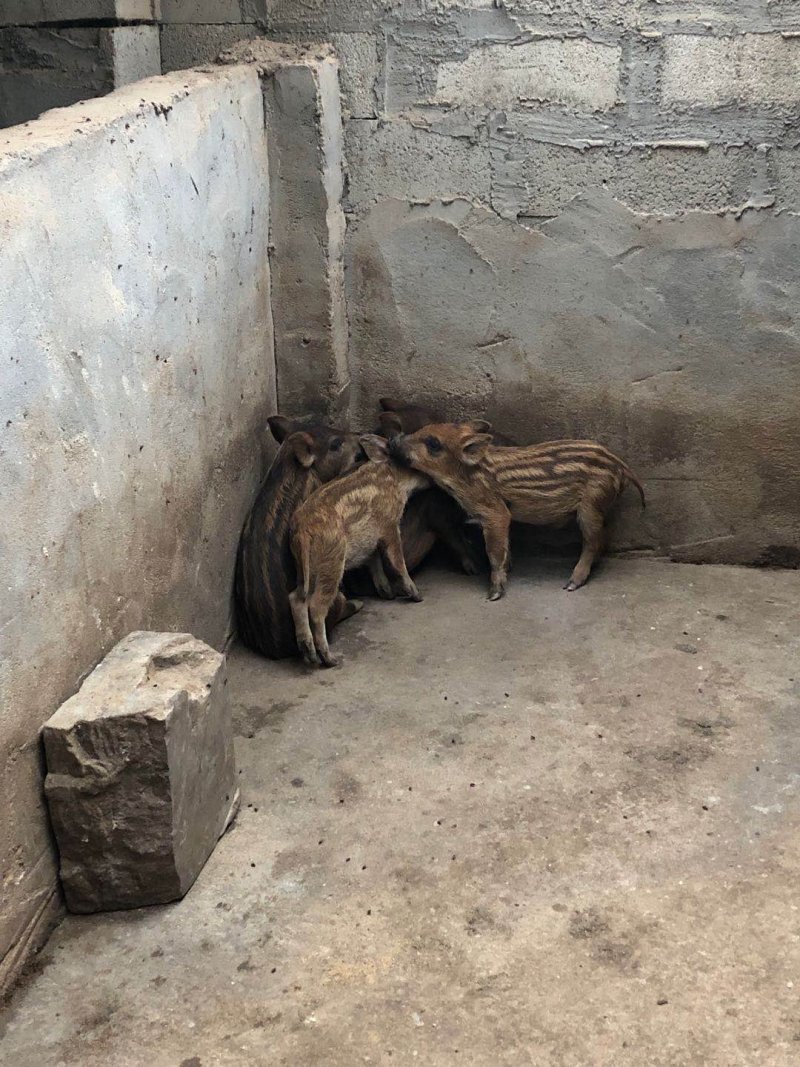 陆川猪藏香猪香猪猪仔猪幼崽商品猪种猪肉猪