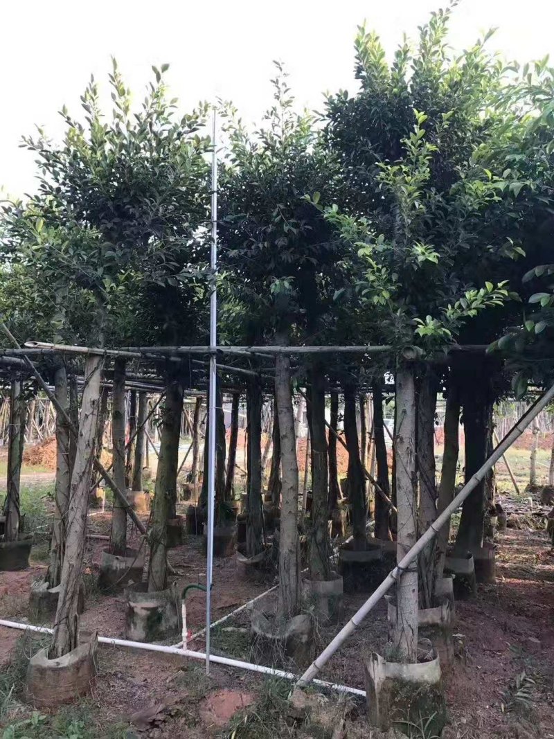 小叶榕，小叶榕袋苗，假植苗小叶榕二百棵起售