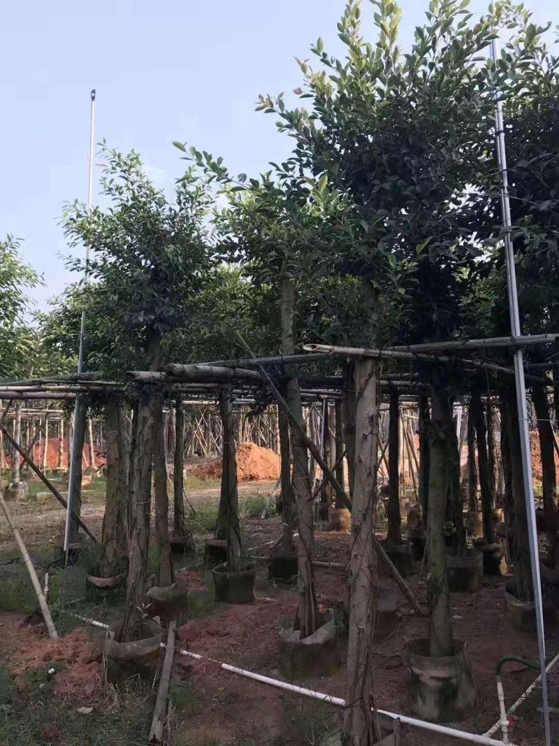 小叶榕，小叶榕袋苗，假植苗小叶榕二百棵起售