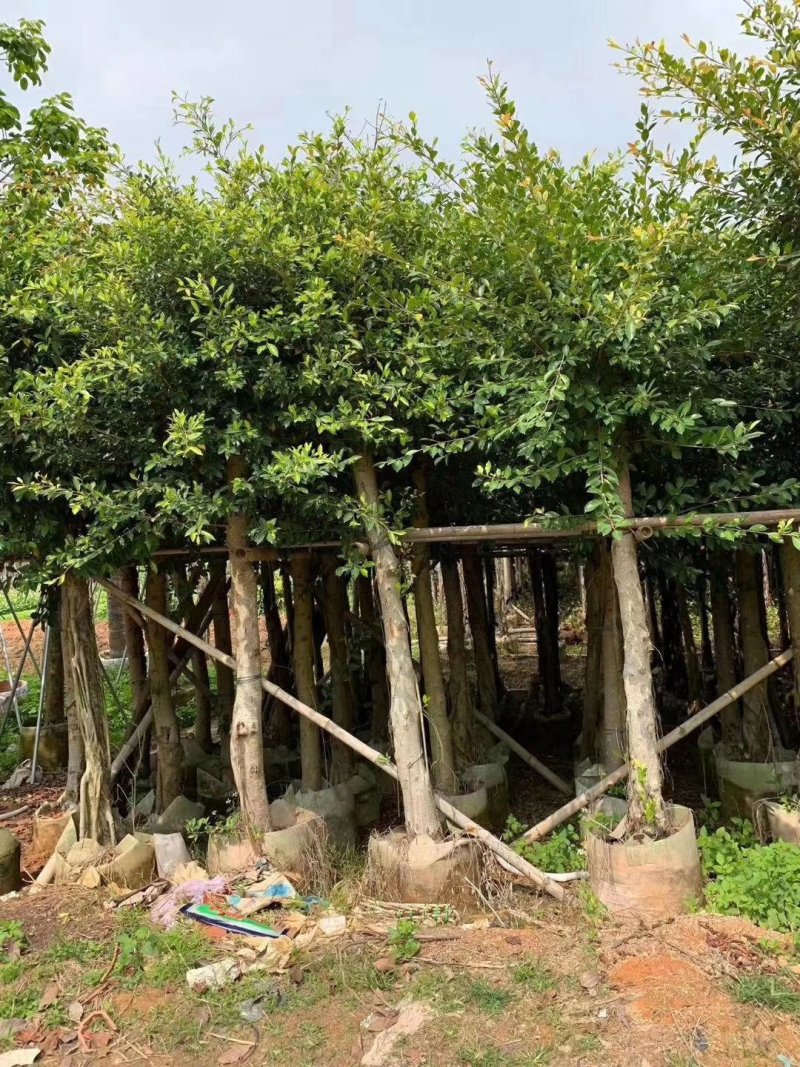 小叶榕，小叶榕袋苗，假植苗小叶榕二百棵起售